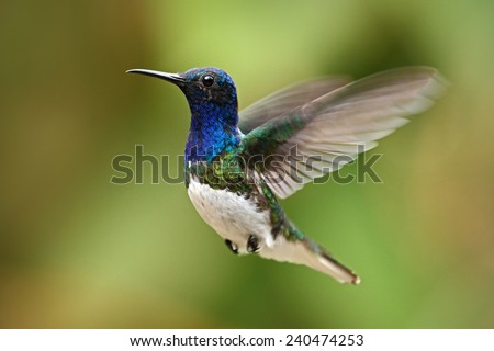 Flying blue and white hummingbird White-necked Jacobin from Ecuador