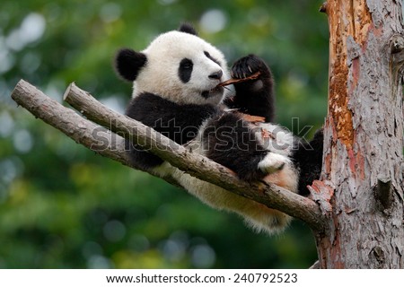 Lying cute young Giant Panda feeding feeding bark of tree