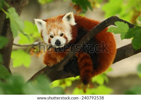Cute Red panda lying on the tree with green leaves