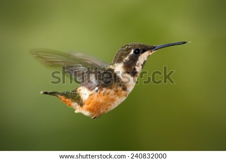 Flying small hummingbird Purple-throated Woodstar with clear green background in Ecuador