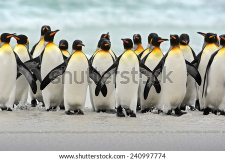 Group of king penguins coming back together from sea to beach with wave a blue sky, Volunteer Point, Falkland Islands