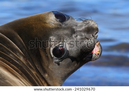 Portrait of Elephant seal from Falkland islands with open muzzle and big dark eyes, dark blue sea in background