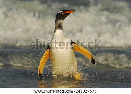 Gentoo penguin jumps out of the blue water while swimming through the ocean in Falkland Island