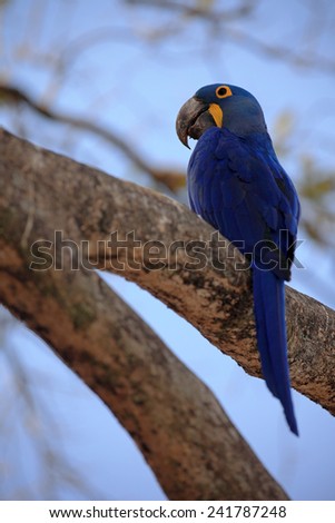 Big blue parrot Hyacinth Macaw, Anodorhynchus hyacinthinus, sitting on the branch with blue sky, Pantanal, Brazil, South America