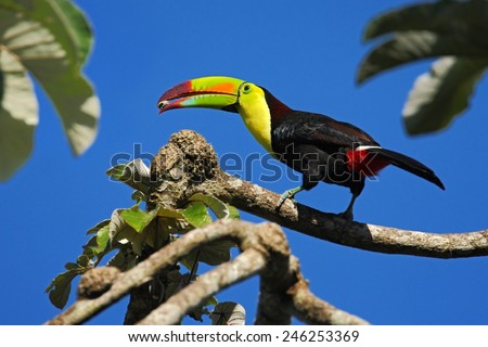 Bird with big bill Keel-billed Toucan, Ramphastos sulfuratus, with food in beak, in habitat with blue sky, Belize