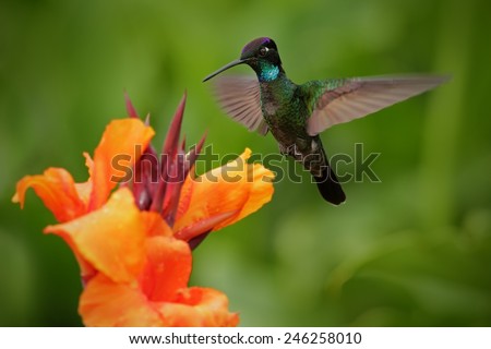 Nice hummingbird, Magnificent Hummingbird,  Eugenes fulgens, flying next to beautiful orange flower with ping flowers in the background, Savegre, Costa Rica