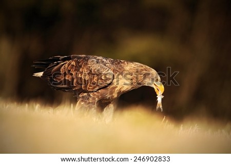 Big bird of prey White-tailed Eagle with catch fish sitting on the meadow with nice sun light