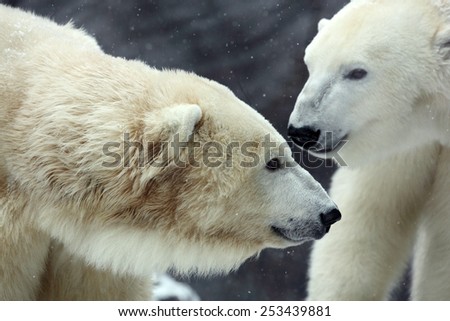 Portrait of white big animal polar bear with second blurred bear in bacgroun and snow flakes