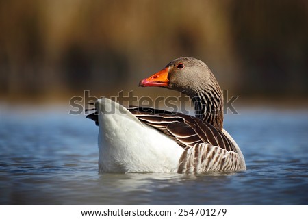 Bird Greylag Goose, Anser anser, floating on the water surface