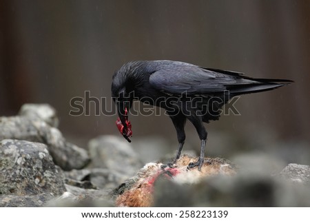 Black bird raven with dead red fox, bloody heart in beak, sitting on the stone