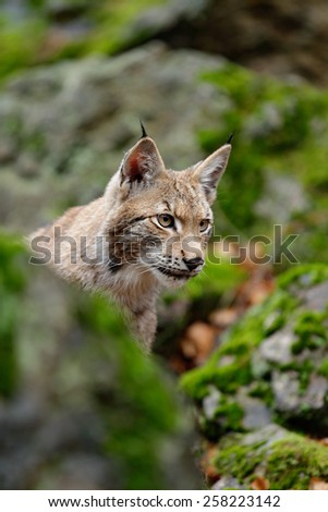 Portrait of eurasian wild cat Lynx, name is Blondyn, in green moss stone, Czech