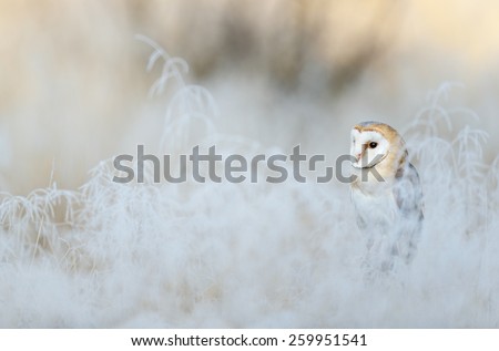 Bird Barn Owl, Tyto alba, sitting on the rime white grass in the winter morning light sun