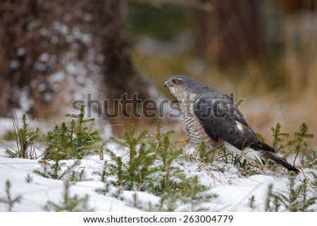 Birds of prey Eurasian sparrowhawk, Accipiter nisus, sitting on snow in the forest, tree trunk in background