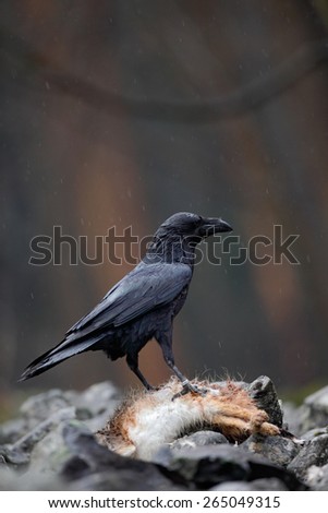 Raven with dead red fox, sitting on the stone, food in the rock