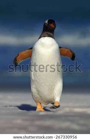 Gentoo penguin jumps out of the blue water ocean to white sand beach while  in Falkland Islands