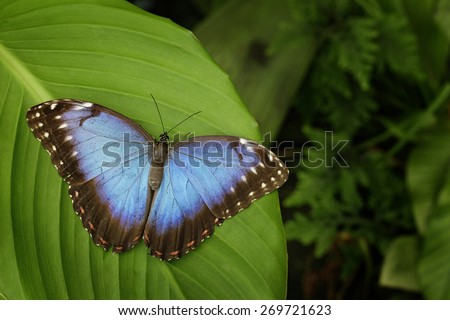 Beautiful blue butterfly Blue Morpho, Morpho peleides, sitting on green leaves, Costa Rica