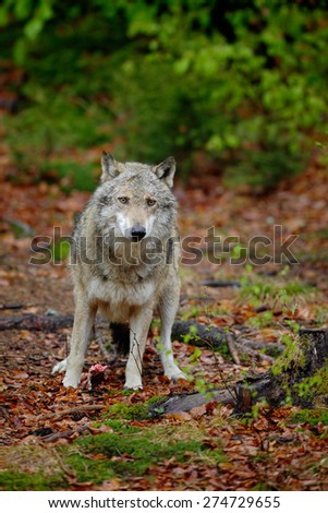 Gray wolf, Canis lupus, in the spring light green leaves forest