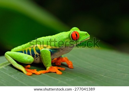 Red-eyed Tree Frog, Agalychnis callidryas, Costa Rica