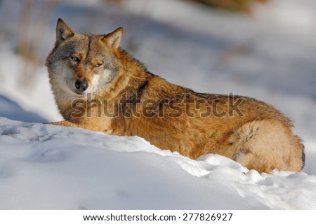 Gray wolf, Canis lupus, lying in the white during winter