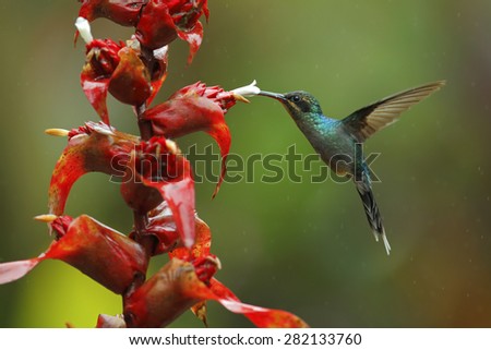 Hummingbird Green Hermit, Phaethornis guy, flying next to beautiful red flower with green forest background, La Paz, Cordillera de Talamanca, Costa Rica