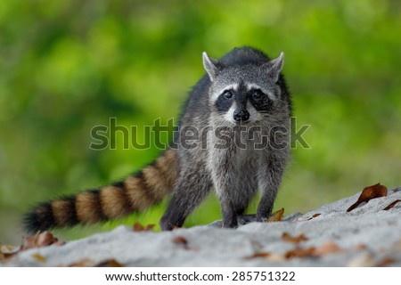 The Raccoon, Procyon lotor, walking on white sand beach in National Park Manuel Antonio, Costa Rica