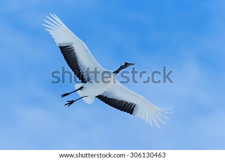 Flying White bird Red-crowned crane, Grus japonensis, with open wing, blue sky with white clouds in background, Hokkaido, Japan