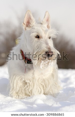 White (wheaten) scottish terrier, sitting on the snow during winter