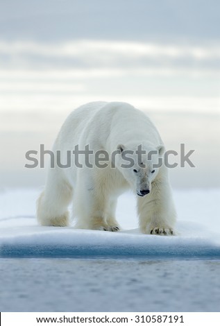 Big white polar bear, on drift ice with snow, Svalbard, Norway