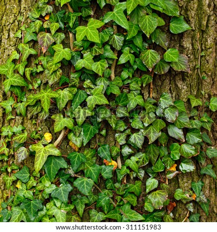 Beautiful green ivy climbing up the huge tree trunk, art nature background