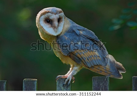 Barn owl sitting on wooden fence with dark green background, bird in habitat, Czech republic, Central Europe