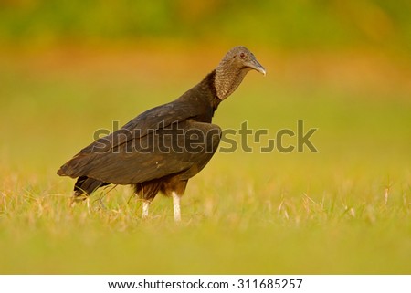 Ugly black bird Black Vulture, Coragyps atratus, sitting in the green grass, Pantanal, Brazil