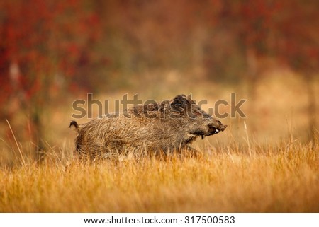 Big Wild boar, Sus scrofa, running in the grass meadow, red autumn forest in background
