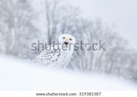 Bird snowy owl sitting on the snow in the habitat, winter scene with snowflakes in wind.