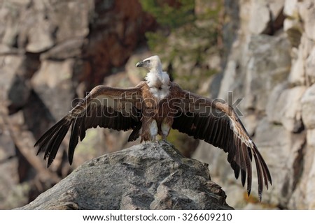 Griffon Vulture, Gyps fulvus, sitting on the stone with spread wings, rock mountain, Spain