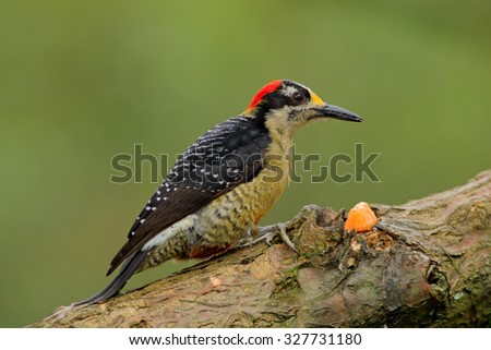 Black-cheeked Woodpecker, Melanerpes pucherani, sitting on the branch with food, Panama