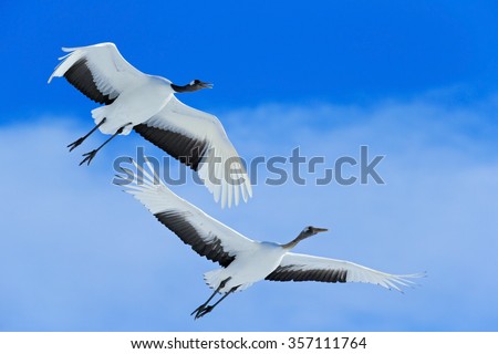 Flying White two birds Red-crowned crane, Grus japonensis, with open wings, blue sky with white clouds in background, Hokkaido, Japan.