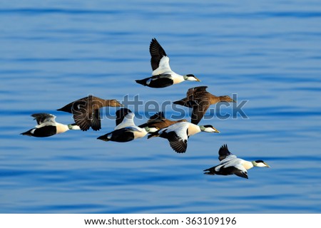 Similar – Image, Stock Photo Eider duck on Iceland bladderwrack