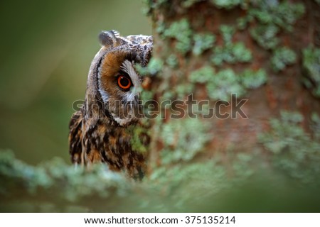 Similar – Image, Stock Photo behind brown eyes Eyes