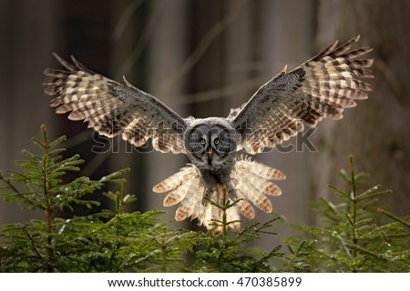 Action scene from the forest with owl. Flying Great Grey Owl, Strix nebulosa, above green spruce tree with dark forest in background.