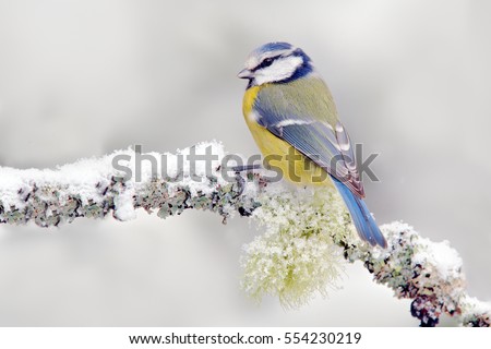 Similar – Image, Stock Photo Nice tit with blue head looking up