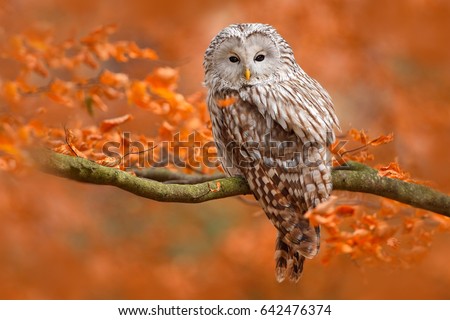 Autumn in nature with owl. Ural Owl, Strix uralensis, sitting on tree branch with orange leaves in oak forest, Norway. Wildlife scene from nature.