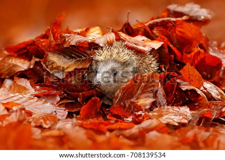 Autumn orange leaves with hedgehog. European Hedgehog, Erinaceus europaeus,  photo with wide angle. Cute funny animal with snipes.