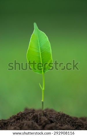 Small green plant starting to grow from the pure eco soil over the green grass background