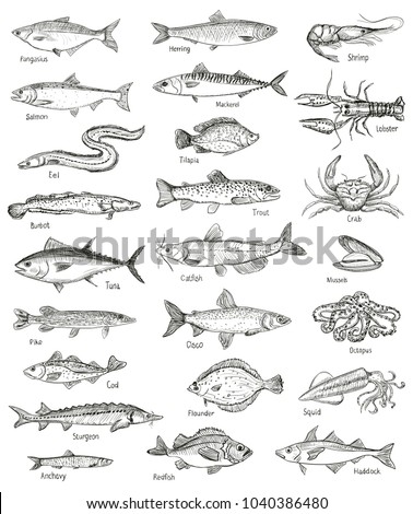 Fish and seafood hand drawn graphic illustration mega set, isolated on white