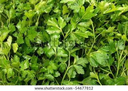 background from wet parsley