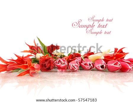 bouquet of the fresh tulips on white background with place for text