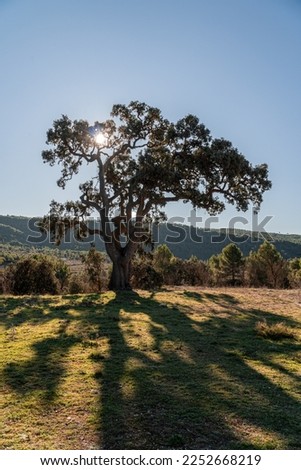 Similar – Image, Stock Photo Ancient holm oak forest (Quercus ilex) in a foggy day with centenary old trees, Zamora, Spain.