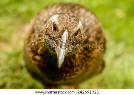 Weka bird (gallirallus australis) interesting look, New Zealand