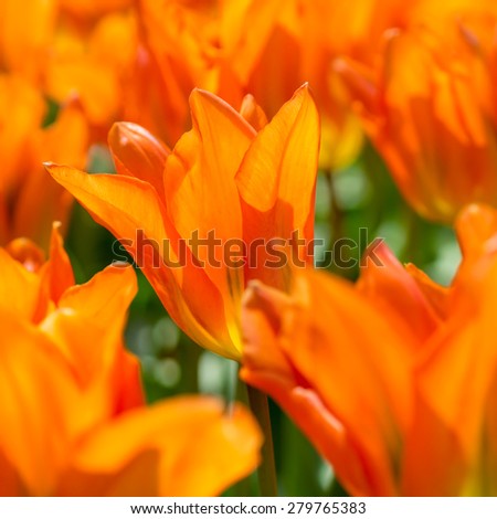 orange tulips, Keukenhof, Netherlands