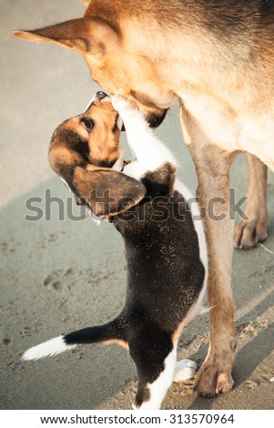 Beagal puppy play with bigger Thai dog. The puppy love her like his Mom